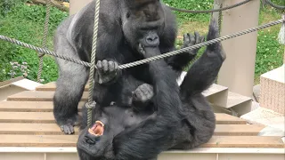 Giant gorilla exploding with emotion at female gorilla💞　Shabani and Ai