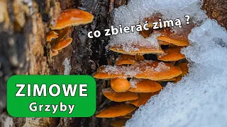 Zimowe Grzyby - Płomiennica Zimowa, Boczniak Ostrygowaty, Uszak Bzowy, Łycznik Późny