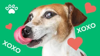 Why your dog kisses you? The reasons will surprise you!