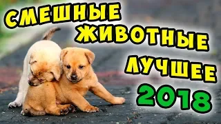 Смешные моменты │Подборка про животных │ Приколы 2018 смешно до слез