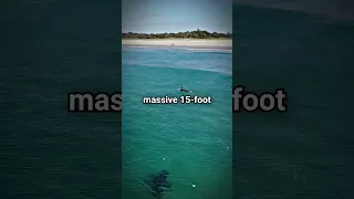 Experienced Surfer Killed By Great White Shark