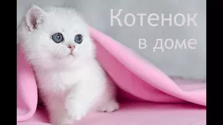 Котенок в доме. Важные советы новичкам, стартовый набор.