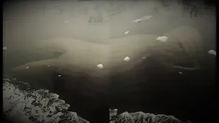 Sea Monster caught through google earth near Deception Island in Antarctica