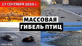 Катаклизмы за день 17 сентября 2020! В США погибли тысячи перелетных птиц! Изменение климата? 5-G ?