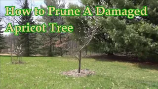 How To Prune A Damaged Apricot Tree