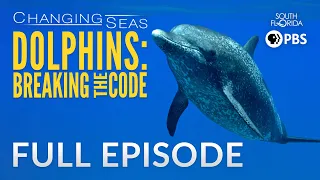 Dolphins: Breaking the Code - Full Episode