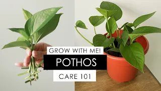 POTHOS PROPAGATION - DAY 1 to 48 (INCLUDES HOW TO REVIVE A DYING POTHOS)