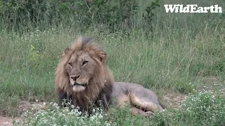 WildEarth - Sunset Safari - 18 Feb 2023