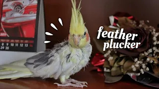 Ringo's recovery after feather plucking