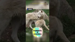 WOLF! Children! Baby! Parenting! Thailand! Parents! Animals! Fact! White Wolves!