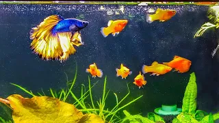 How to Introduce a New Betta to Your Community Tank