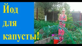 Йод  - для отличной капусты