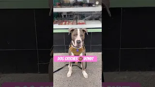 Dog Catches Donut 🍩 #cutedog #doglover #pitbull #dogshorts #doglovers #donuts #doglover #doglife