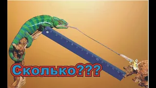 На сколько см хамелеон выстреливает язык?