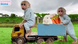 Smart baby monkey Obi and rabbit harvest fruit in the garden