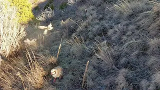 Partridge hunting Шикори Кабк Keklik avi tuzakla Охота на куропатка Kabk shikar شکار کبک Chukar avi