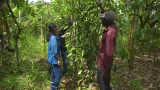 Vanilla farming and processing of Farm of Africa【Uganda】