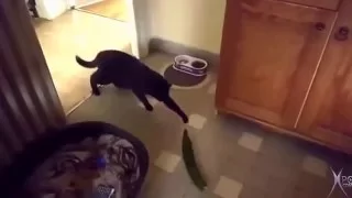 Gatos vs pepino