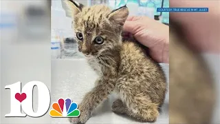 Rescued kitten in Middle Tennessee turns out to be bobcat