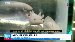 Miguel del Valle se dedica a cuidar a los ajolotes de Xochimilco | Noticias con Crystal Mendivil