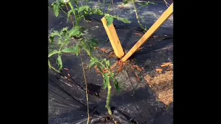 High tunnel Tomatoes