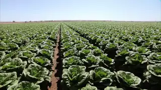 Yuma Arizona Lettuce Farm - America's Heartland