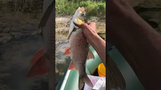 Первый раз поймал язя на удочку, очень сильная рыба