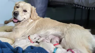 Golden Retriever Puppy Birth (whelping) (The Holiday Litter 12/14/2021)