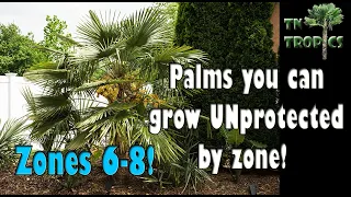 Palms you can grow UN-protected by zone!