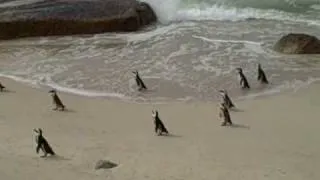 African Penguins Stroll Along Boulder Beach