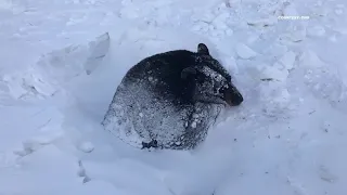 DNR rescues bear stuck in northern Minnesota culvert