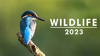 Wildlife top 2023 | fotografia przyrody