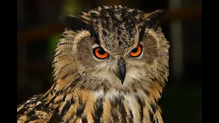 Owl Sound | Owls Sound Effects | Owl Calls | Uhu Owl Noises | Nature Sounds | No Music