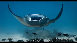 Raja Ampat's Underwater Incredible Encounter - 2024