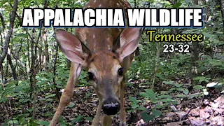 Appalachia Wildlife Video 23-32 from Trail Cameras in the Foothills of the Great Smoky Mountains