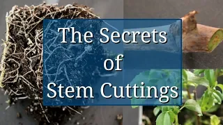 The Secrets of Stem Cuttings Propagation