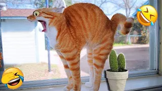 Funniest Animals 2023 😂😂 Best Cats and Dogs videos 🐶😸 part 61