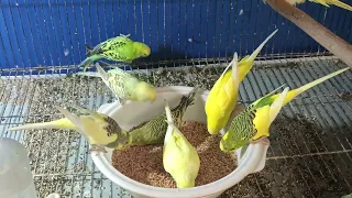 Beautiful Budgies new Video parrot