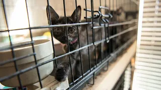 2 cats euthenized after almost 200 animals siezed from Killeen property