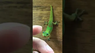 A curious and friendly gecko