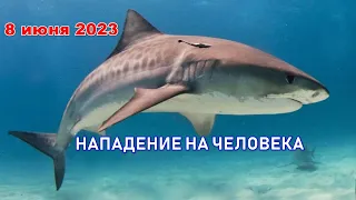 Нападение ТИГРОВОЙ Акулы на человека. 8 июня 2023. Хургада.