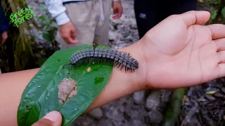 Cuyabeno Tours in the Amazon Jungle of Ecuador - Green Forest Ecolodge