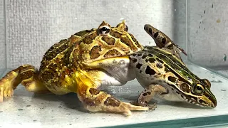 The bait frog was too big ... / Pacman frog , African bullfrog【LIVE FEEDING】