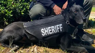 Retired Fulton County K-9 Diesel passes away, sheriff's office says