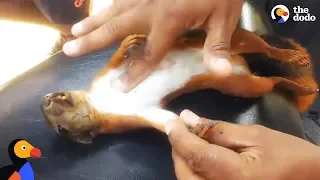 Electrocuted Squirrel Gets CPR by Kind Man | The Dodo