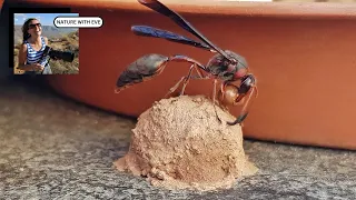 DAUBER WASP BUILDING CLAY NEST #nature #photography #wasp #dauber #wildlife #insect