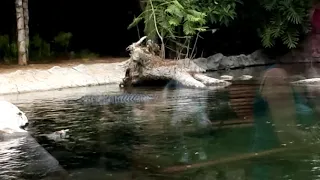 American Alligators @ Loro Parque, Puerto De La Cruz, Tenerife (Part 2 Of 3)