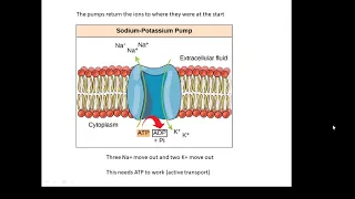 BTEC Applied Science: Unit 1 Biology Nerve Impulses