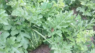 Potravinová soběstačnost - Chcete si vypěstovat melouny?