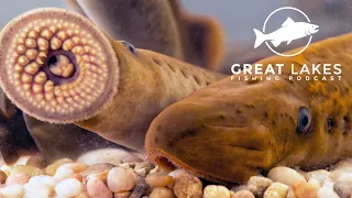 Everything You've Ever Wanted To Know About Sea Lampreys